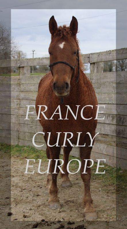 Jument curly PLEINE à vendre France curly